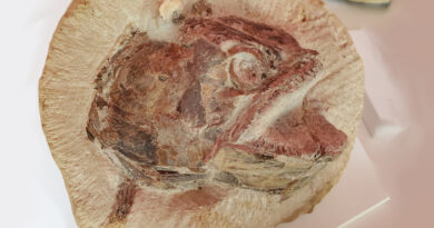Fisch Fossil 1