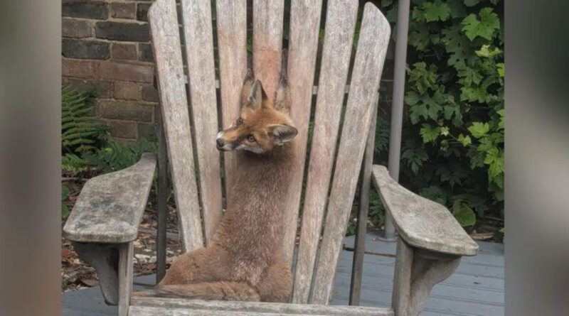 Fuchs Rettungsaktion England