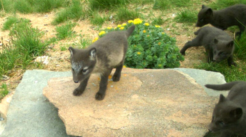 Polarfuchs Norwegen 1