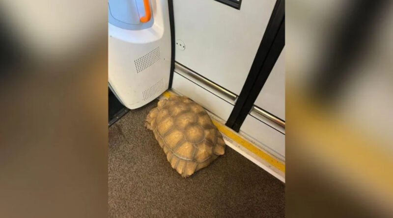 Schildkröte England