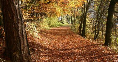 Herbst