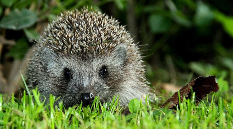 Igel Irland