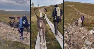 Rentier Wandern