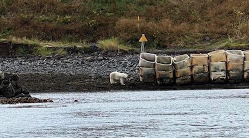 Gibt es Eisbären in Island?