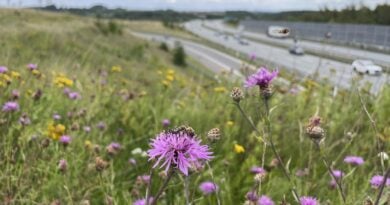 Insektenautobahn in Dänemark