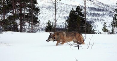 Wölfe in Skandinavien