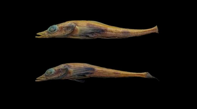 Drachenfisch Antarktis