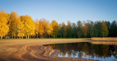 Klimawandel in Karelien Linnunlahti