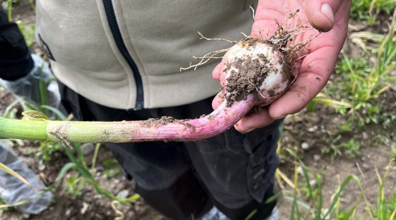 Knoblauch Anbau Norwegen