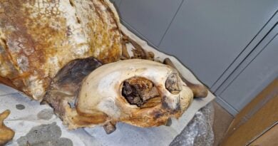 Lederschildkröte Estland
