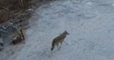 Wolf Russland