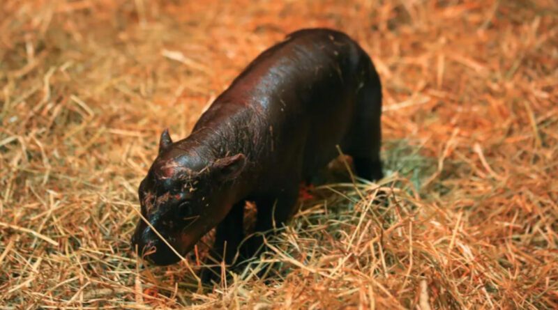Zwergflusspferd Zoo Edinburgh