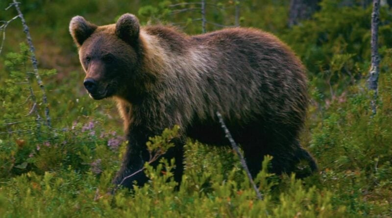 Bären Lettland