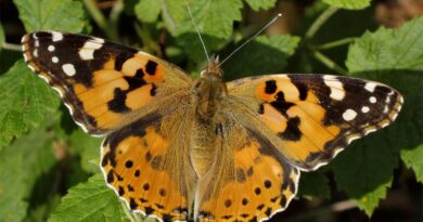 Distelfalter Wanderung