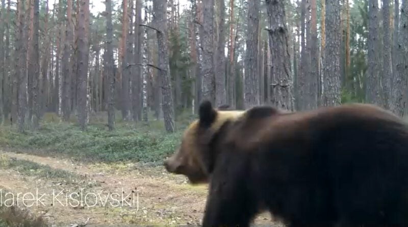 Braunbär Litauen