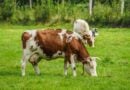 Renaturierung: Naturschutzverein möchte Nutz- und Weidetiere auswildern
