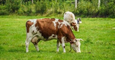 Renaturierung: Naturschutzverein möchte Nutz- und Weidetiere auswildern