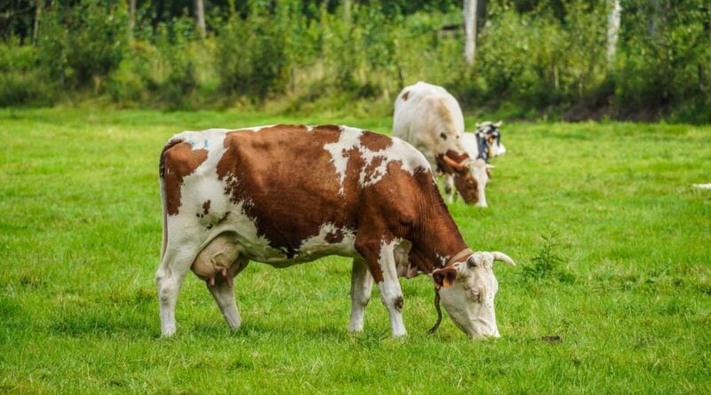 Renaturierung: Naturschutzverein möchte Nutz- und Weidetiere auswildern