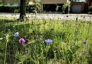 Frederiksberg wird grüner – und die Insekten kommen zurück