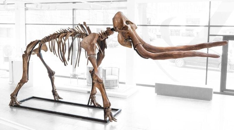 Mammut Auktion
