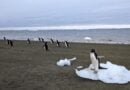 Wie Pinguinkot das Klima der Antarktis beeinflusst