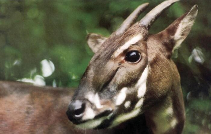 Saola Pseudoryx nghetinhensis
