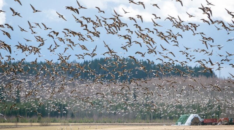 Vogelbeobachtung in Finnland