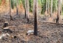 Finnland: Sturmböen am Dienstag könnten Schäden anrichten und Waldbrandgefahr schüren