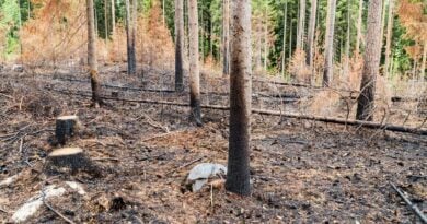 Waldbrandgefahr in Finnland