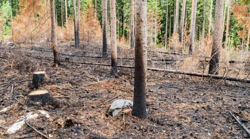Waldbrandgefahr in Finnland