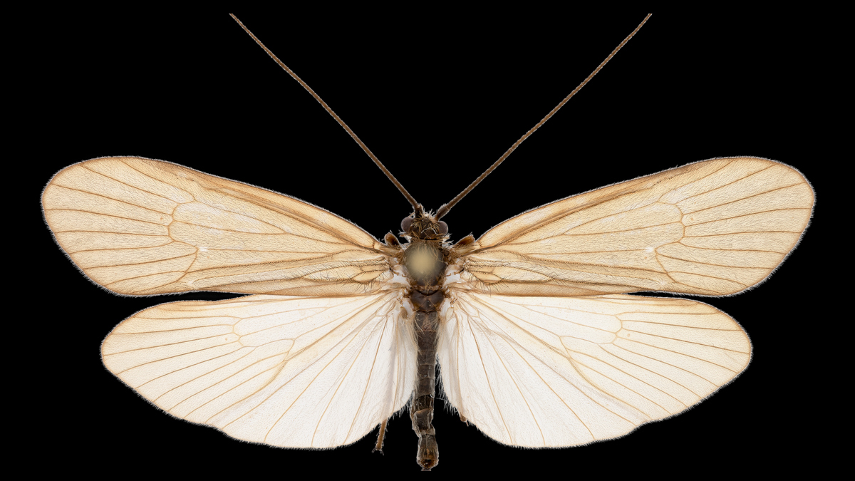 Köcherfliege Dänemark