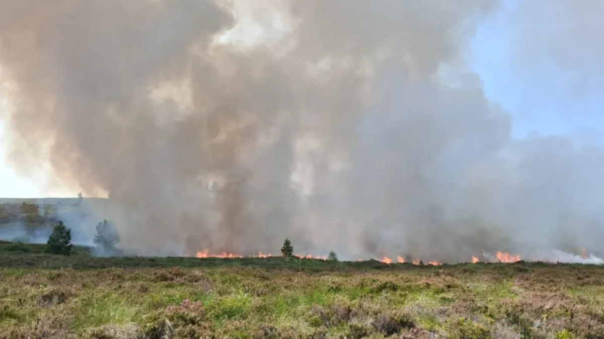 Waldbrand Schottland