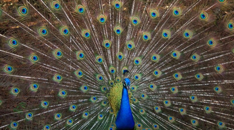 Pfau Dänemark